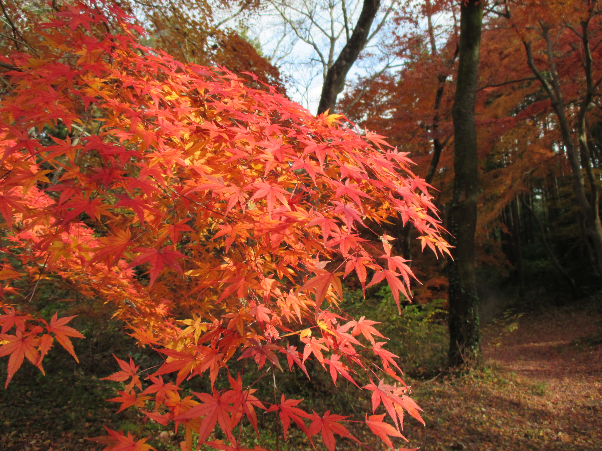 特集】?紅葉スポット? - ぐるっと緑区 ミドナビ