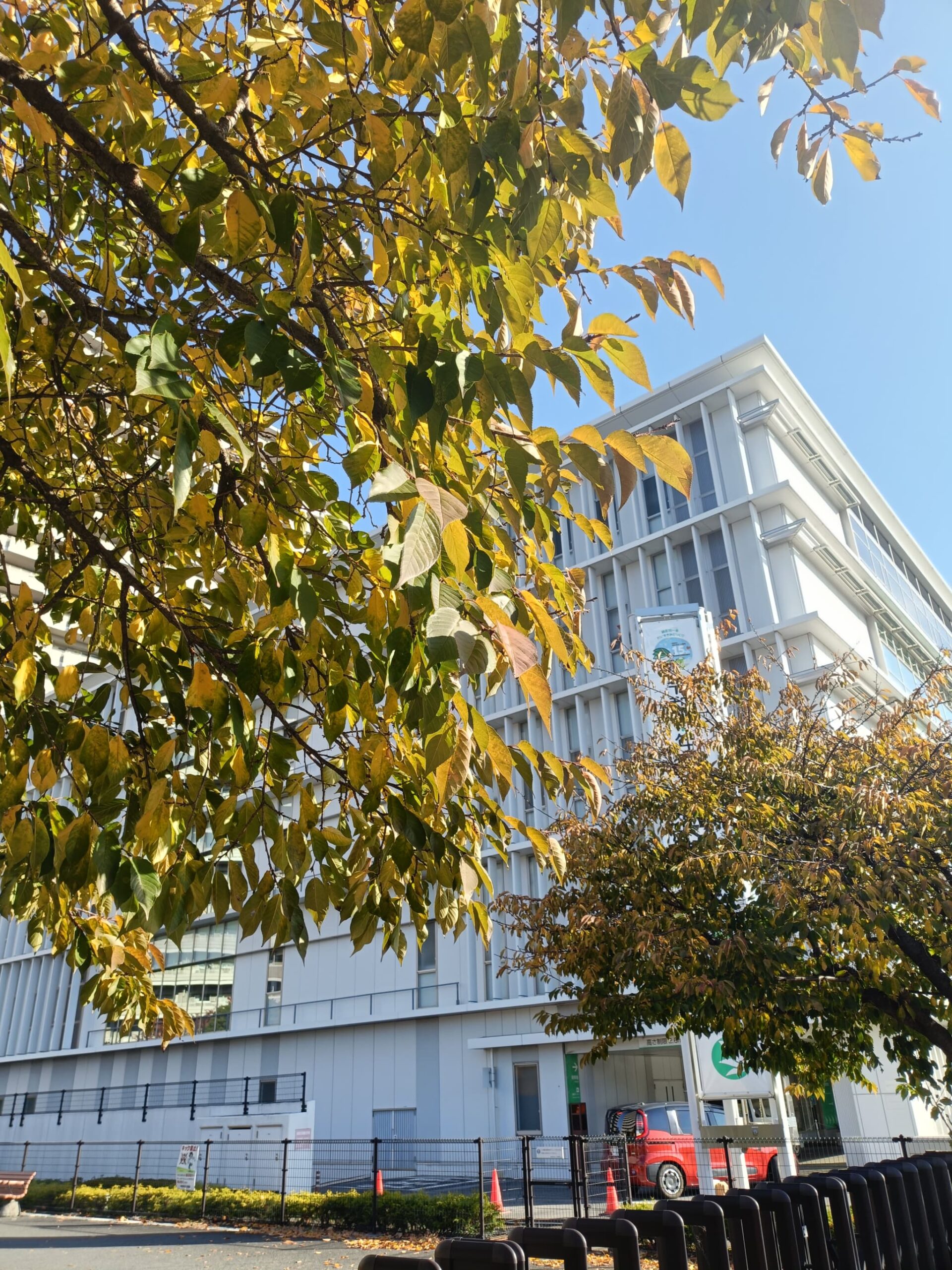特集】?紅葉スポット? - ぐるっと緑区 ミドナビ