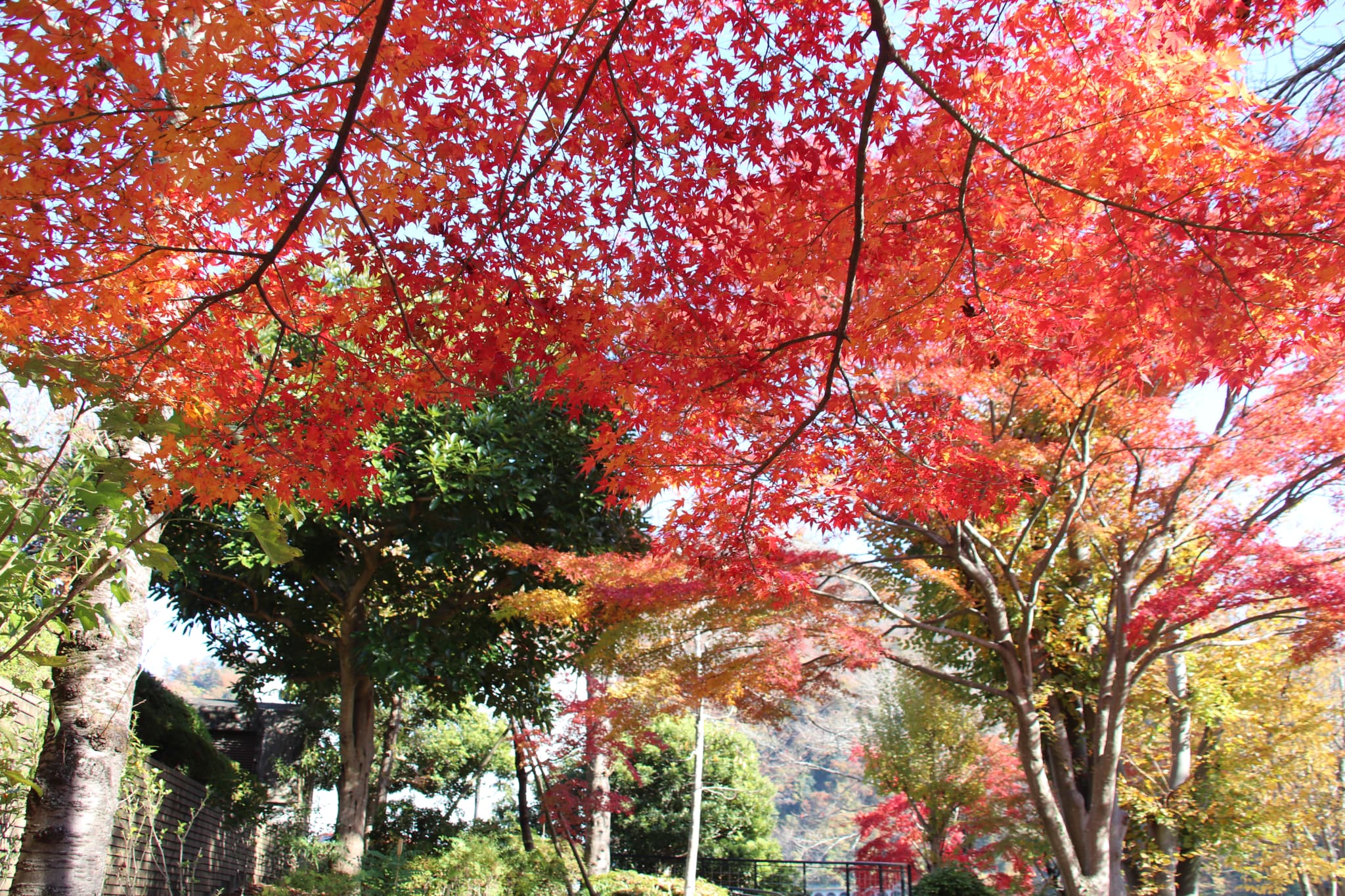 特集】?紅葉スポット? - ぐるっと緑区 ミドナビ