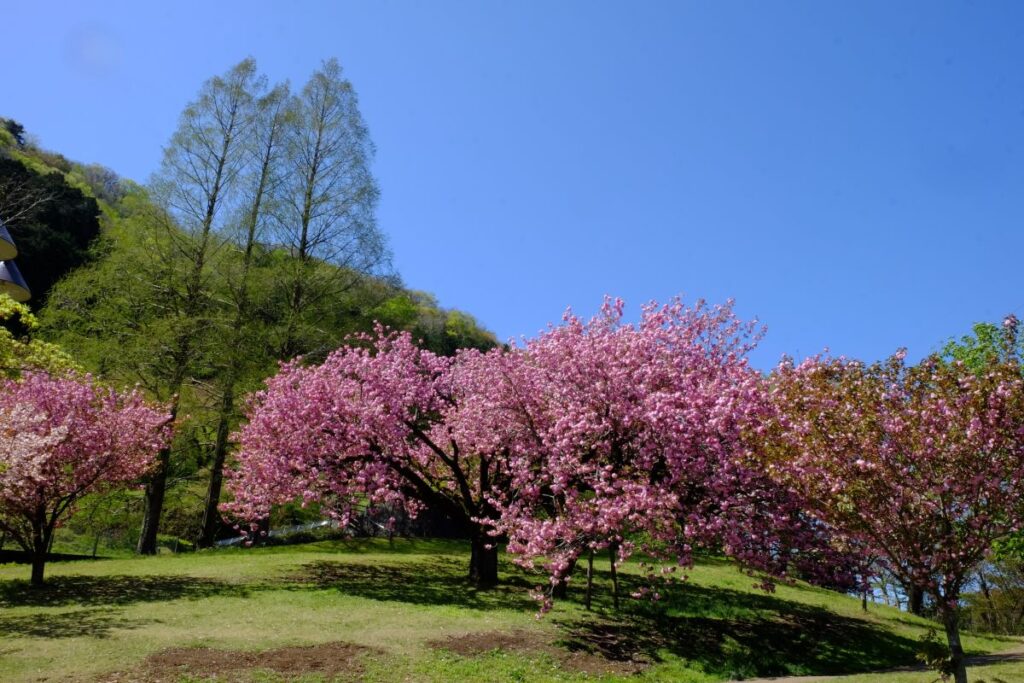 津久井湖城山公園花の苑地の桜